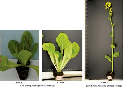 Comparative Transcriptome Analysis of Early- and Late-Bolting Traits in Chinese Cabbage (Brassica rapa)